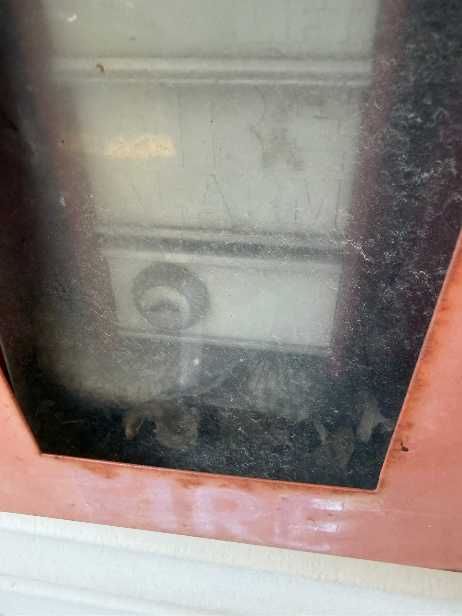 Active wasps in fire-alarm fixture — IMG_1040: June 2026 condition photo showing active wasp activity inside a fire-alarm/safety fixture. The resident reports active wasps have remained in this fixture for over 1 year.